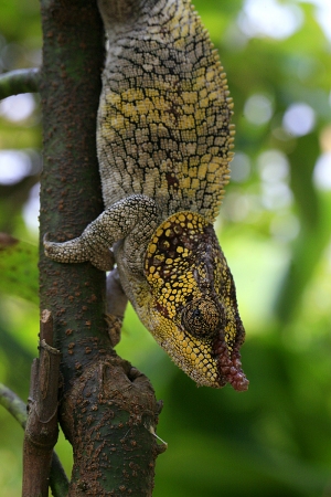 Chameleon krátkorohý
